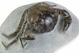 Very Nice Eocene Fossil Crab (Pulalius) - Washington State #375373-2